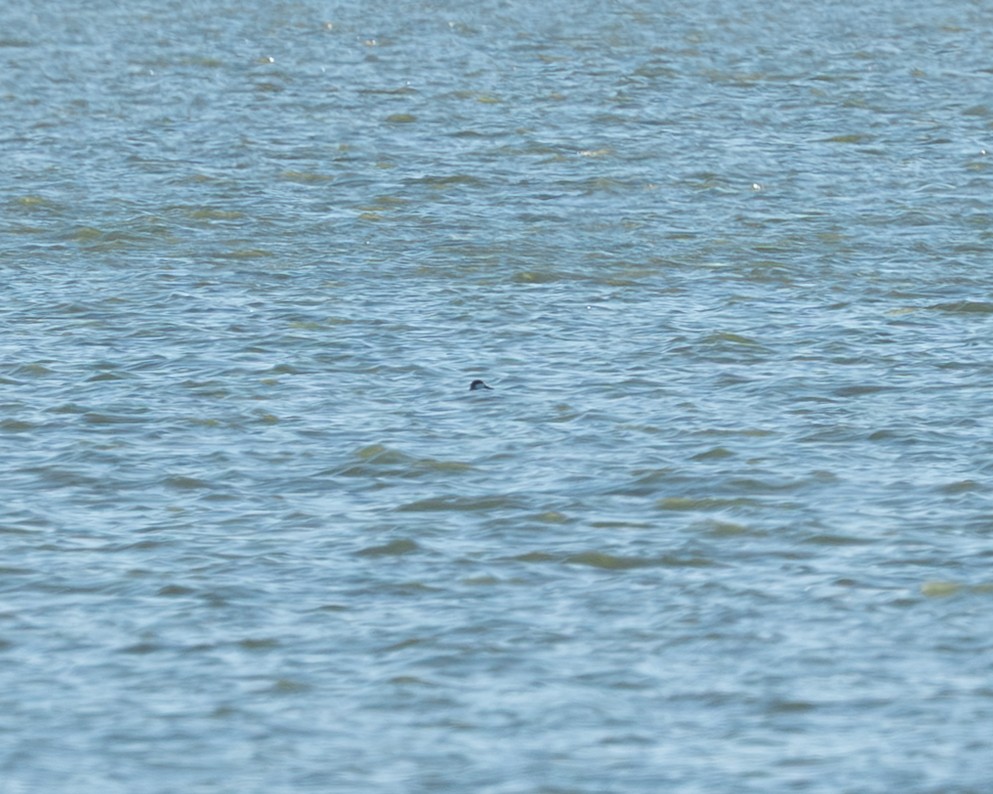 Black Scoter - ML645418328