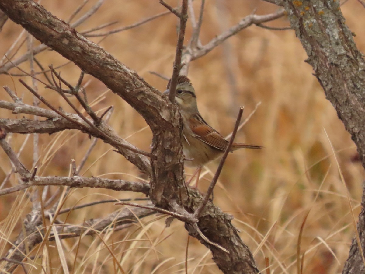 Bruant des marais - ML645418333