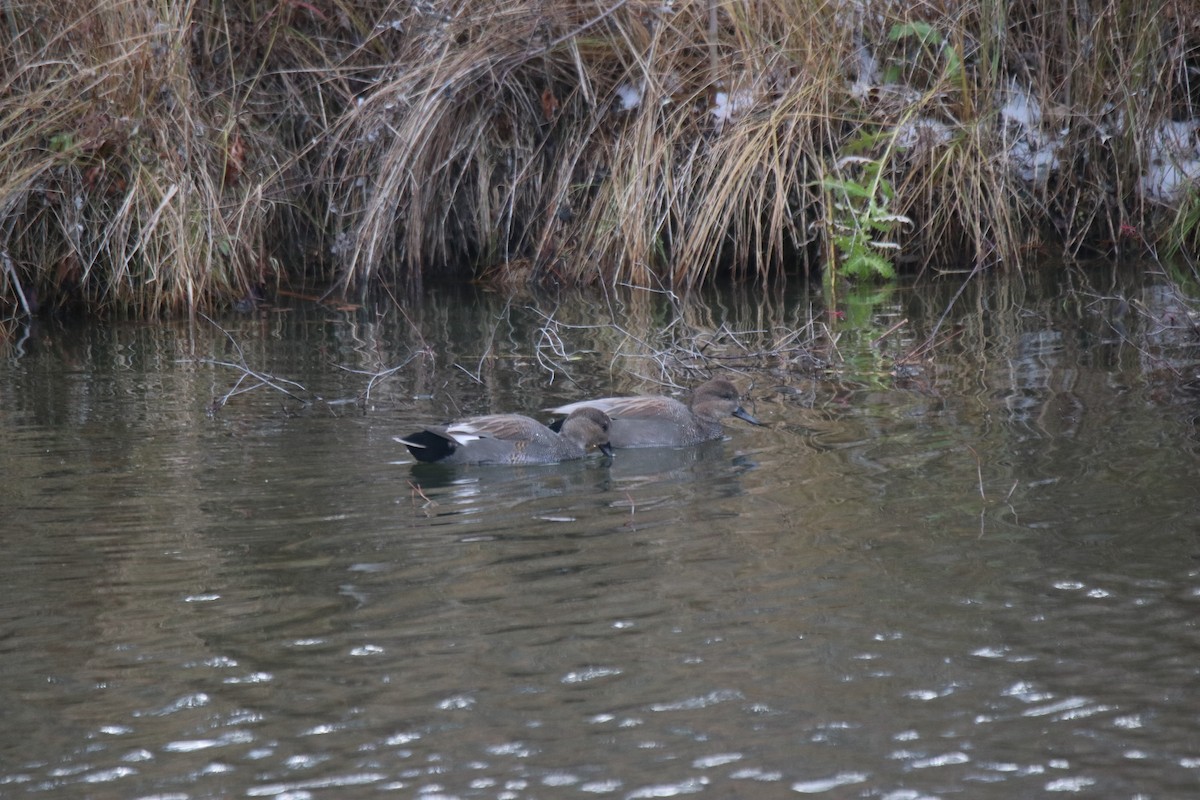 kopřivka obecná - ML645418334