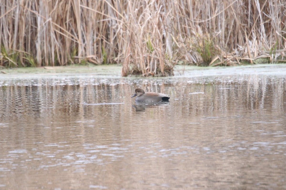 kopřivka obecná - ML645418335