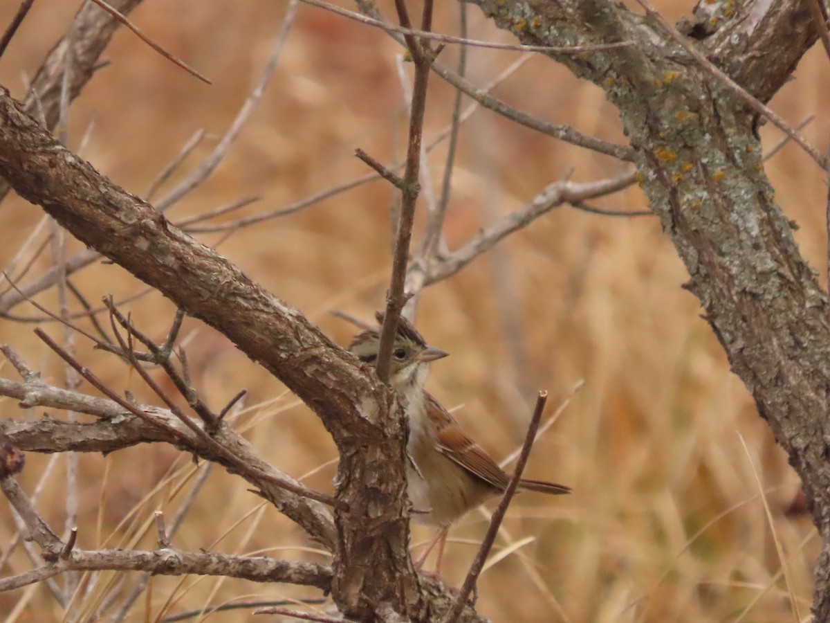 Bruant des marais - ML645418337