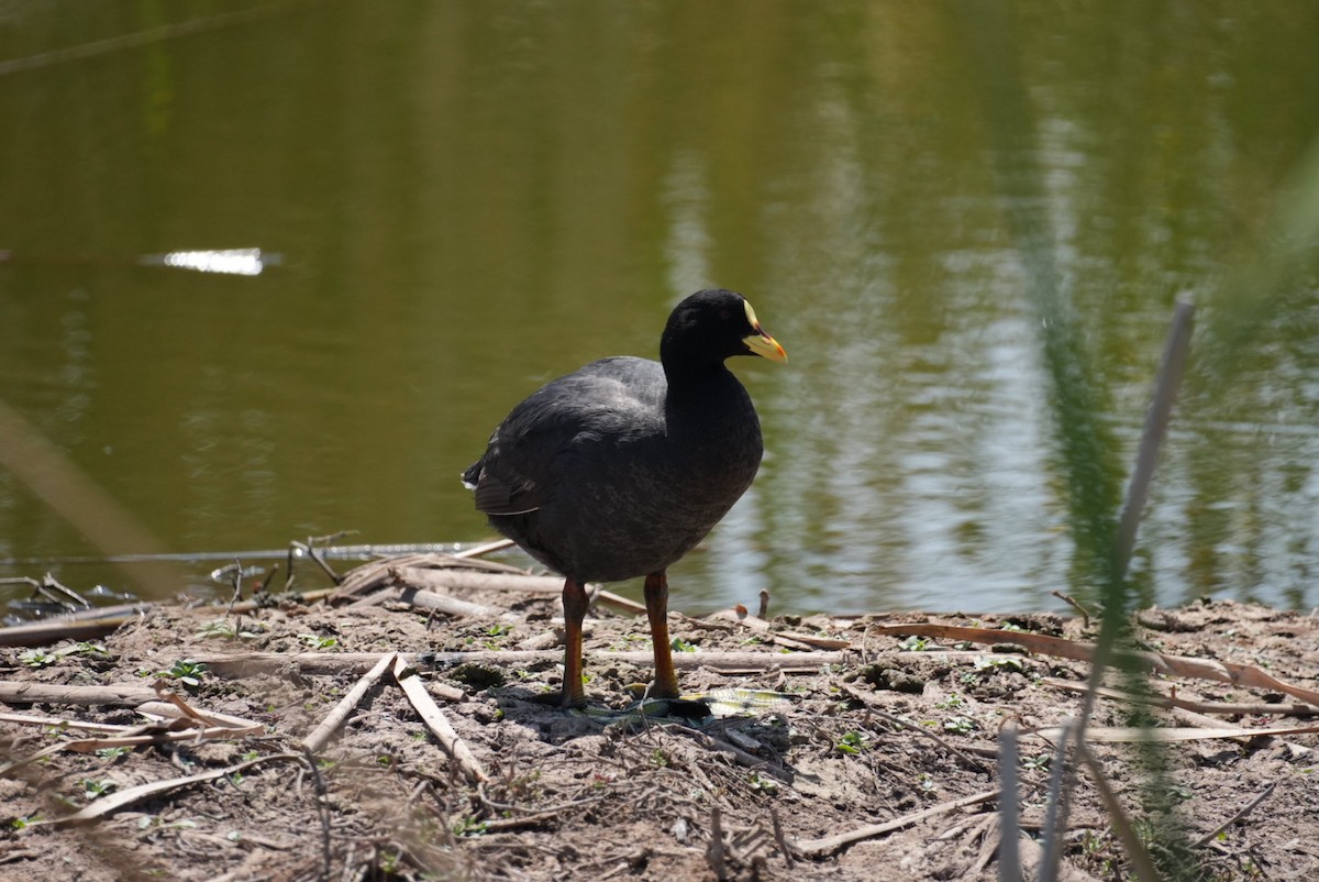 Red-gartered Coot - ML645418340