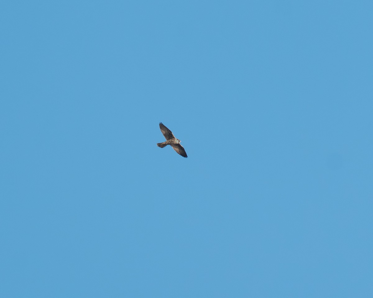 sokol stěhovavý - ML645418343