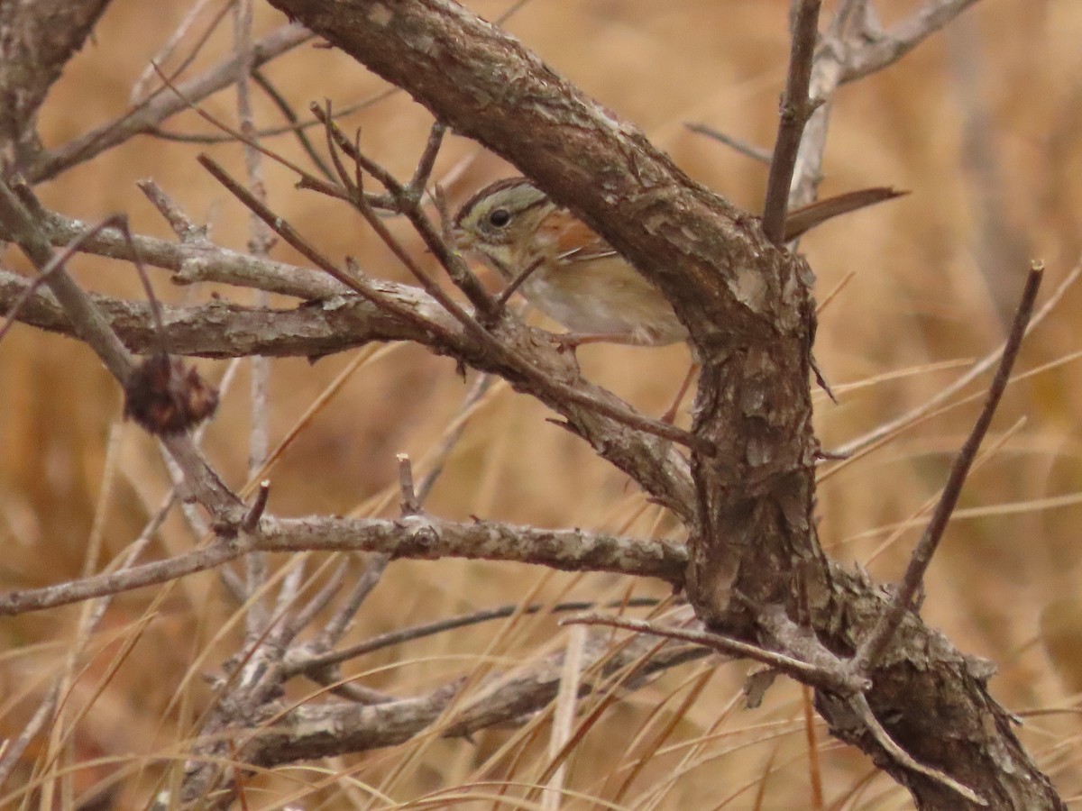 Bruant des marais - ML645418348