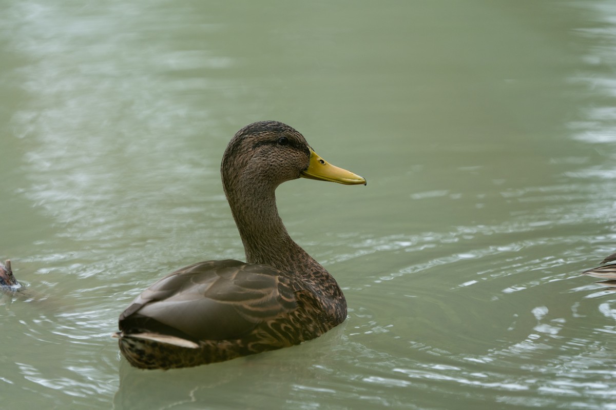 Mexican Duck - ML645418352