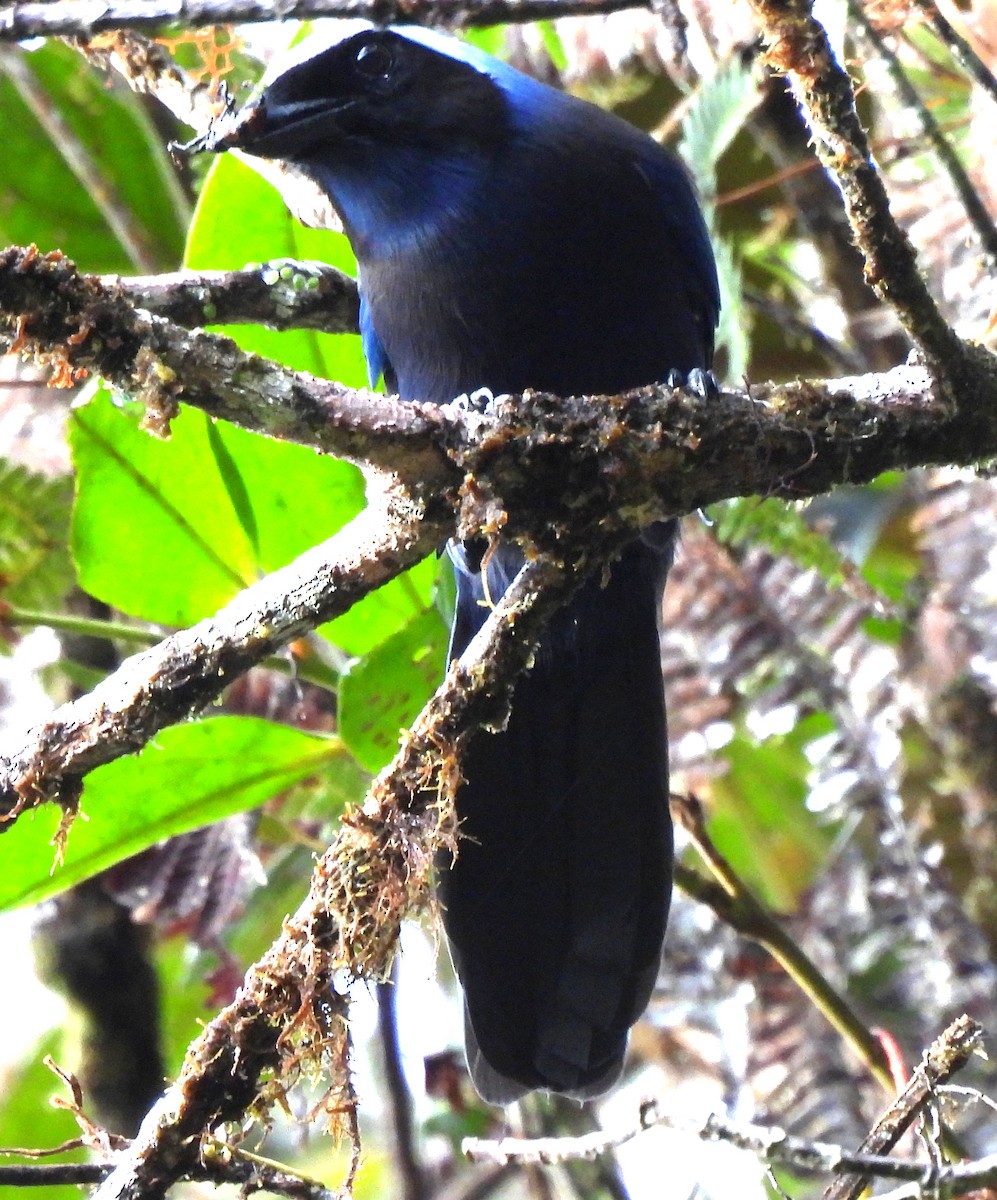 Beautiful Jay - ML645418374