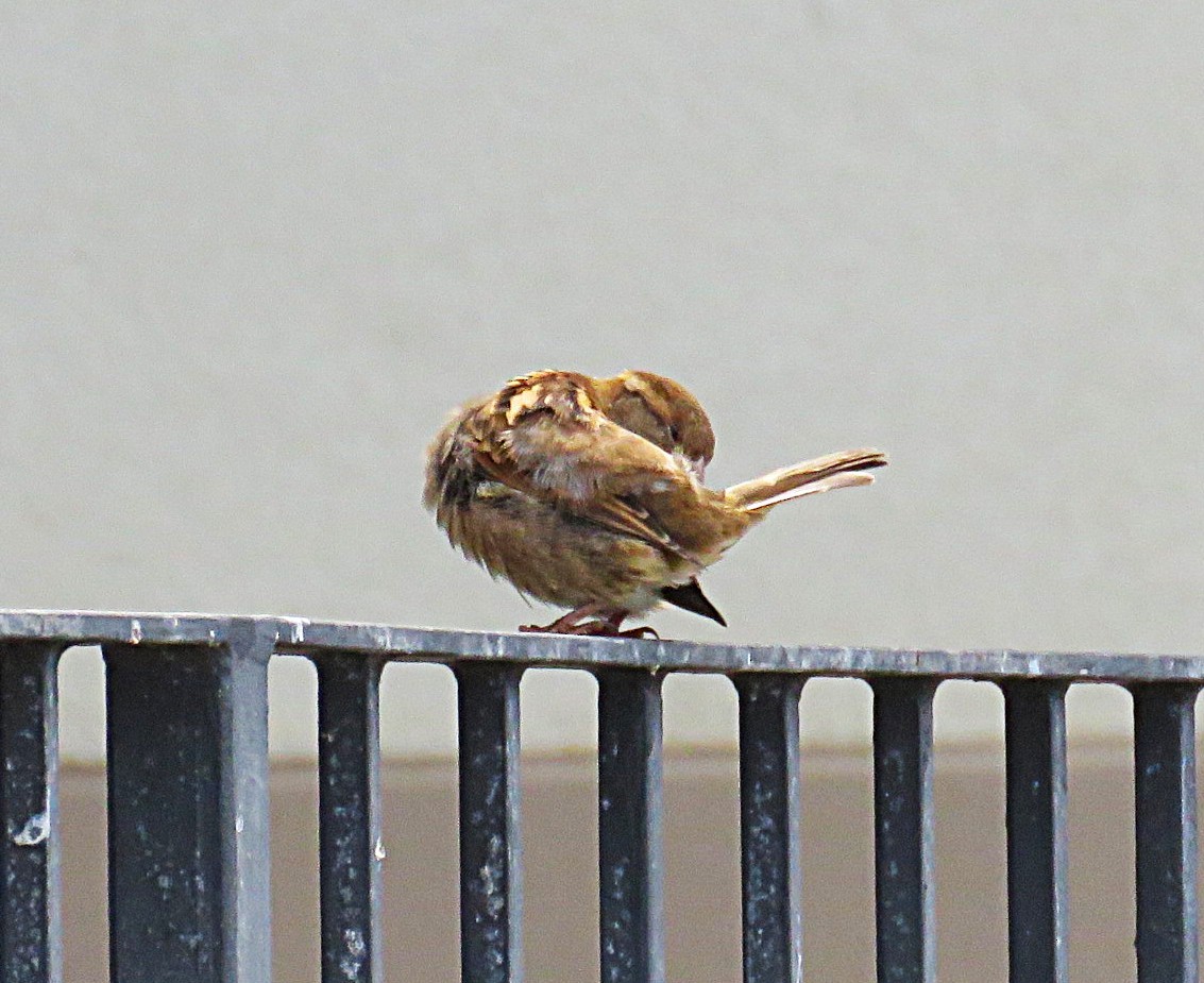 דרור הבית - ML645418380