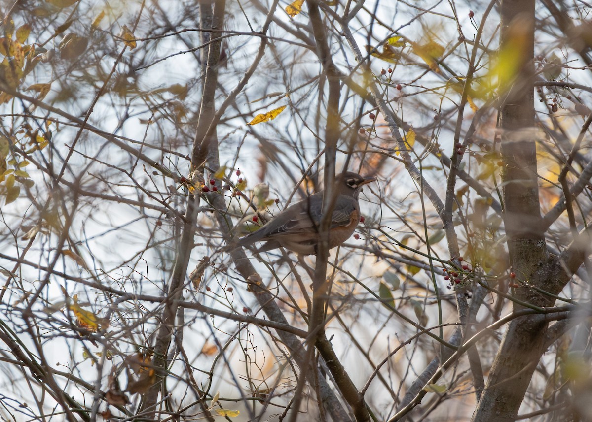 Дрізд мандрівний - ML645418382