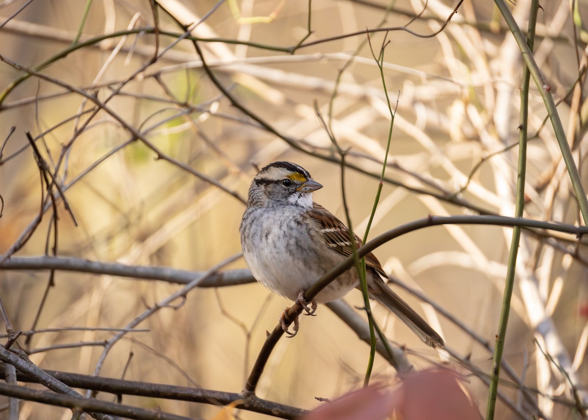 Ak Boğazlı Serçe - ML645418390