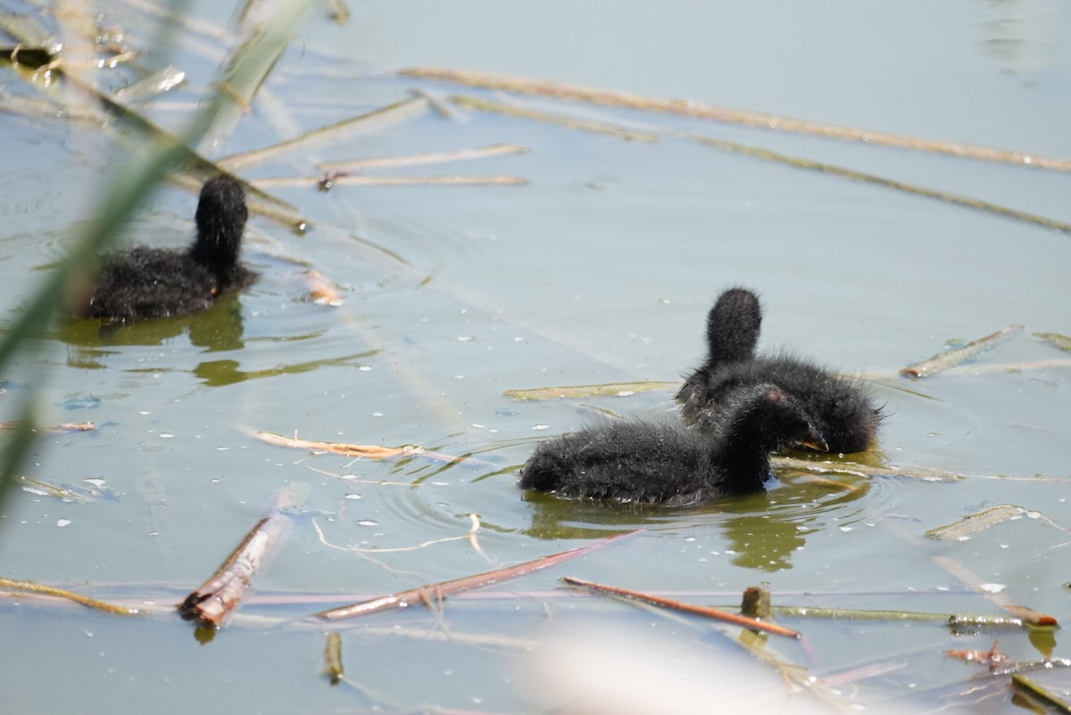 Red-gartered Coot - ML645418392