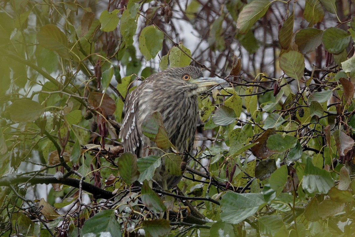 Black-crowned Night Heron - ML645418394