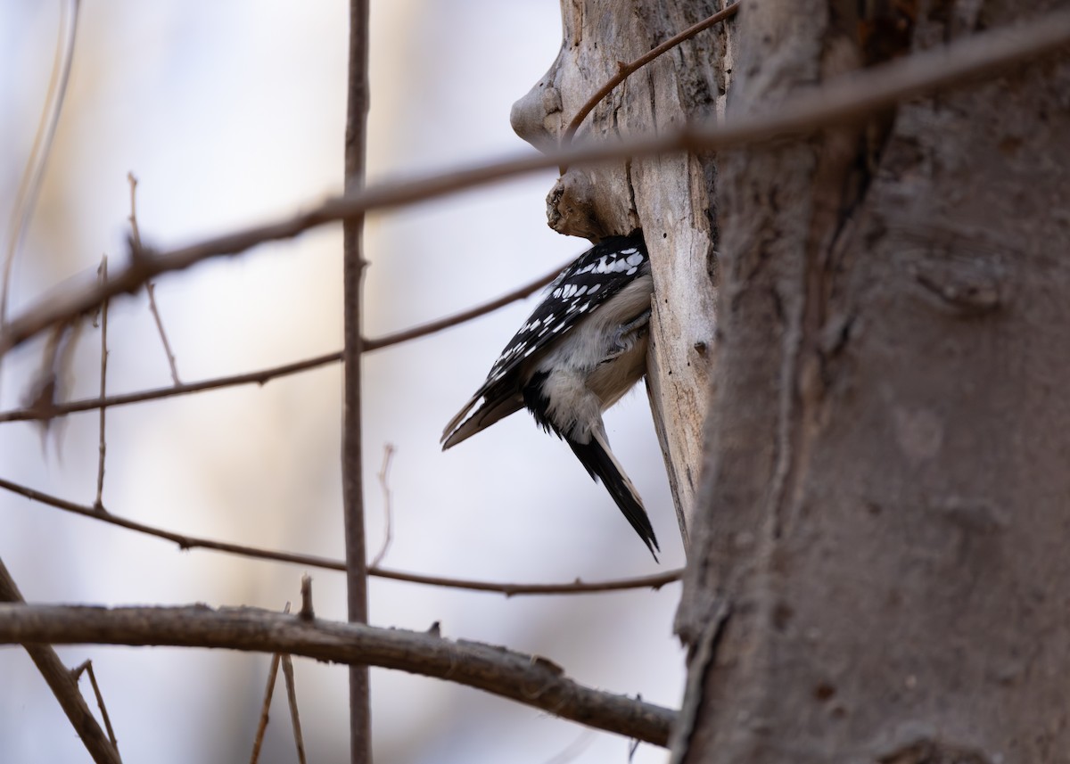 Yumuşak Tüylü Ağaçkakan - ML645418395