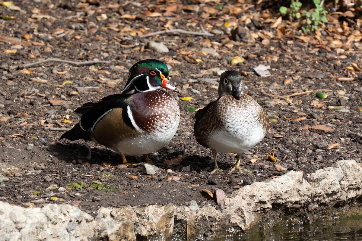 kachnička karolínská - ML645418403