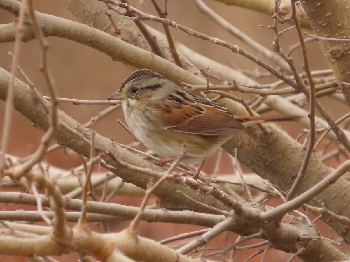 Bruant des marais - ML645418410