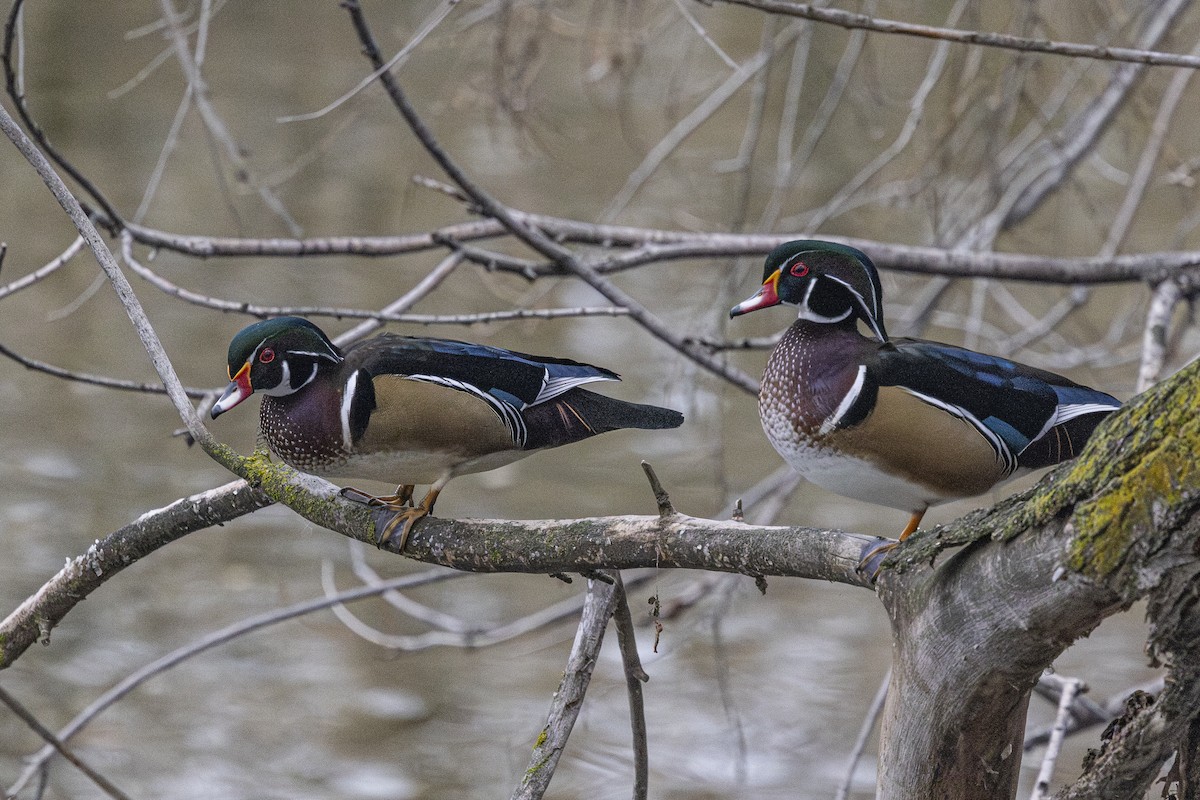 kachnička karolínská - ML645418411