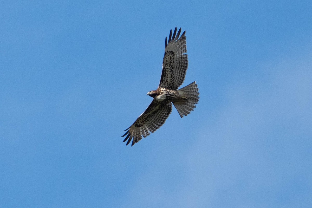 Red-tailed Hawk - ML645418435