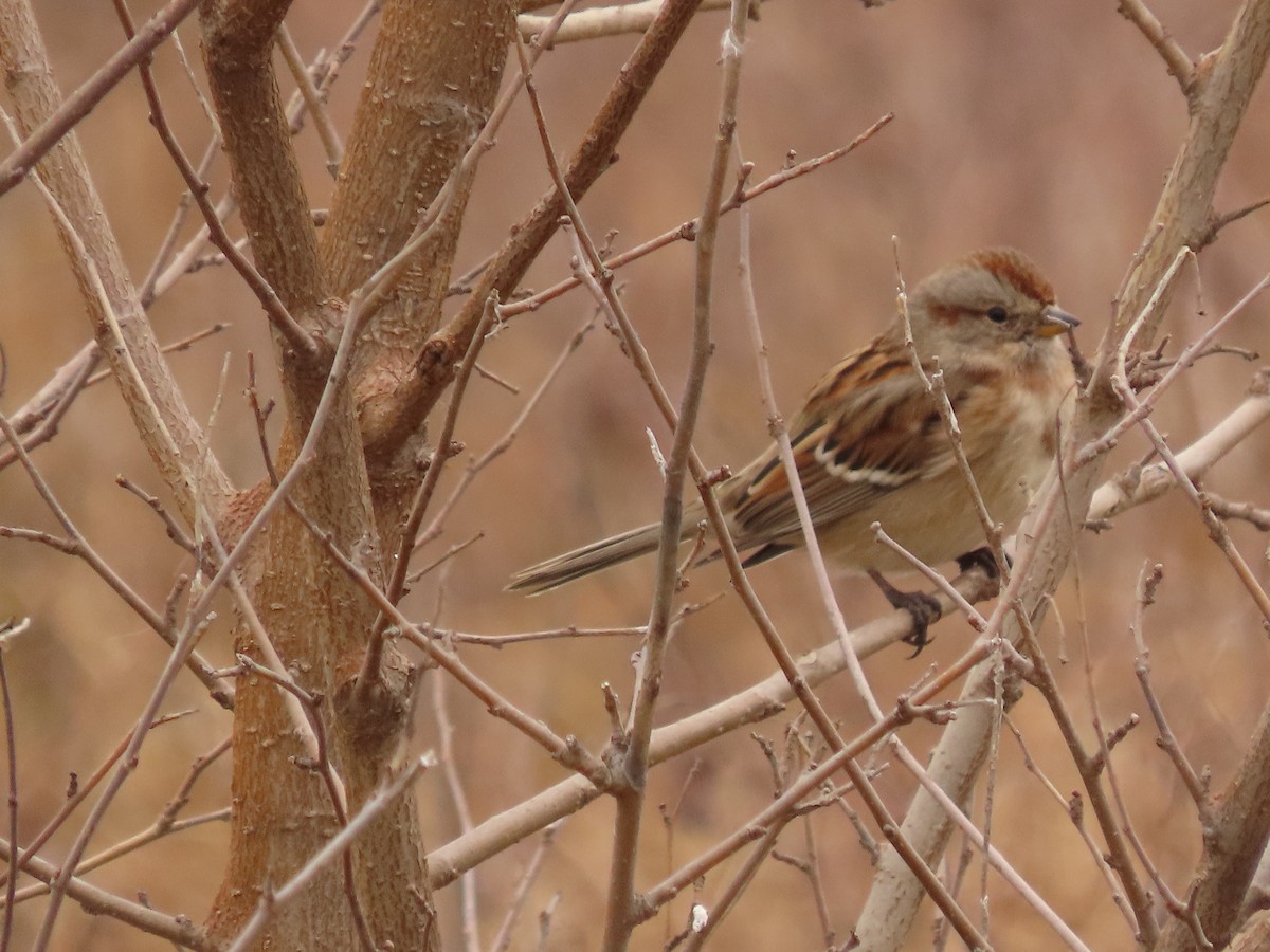 ムナフヒメドリ - ML645418437