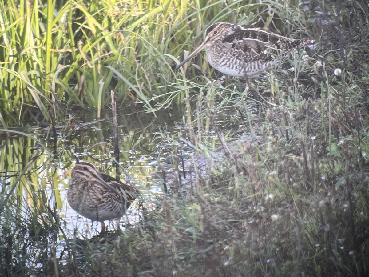 Wilson's Snipe - ML645418438