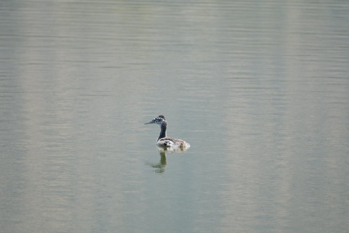Great Grebe - ML645418439