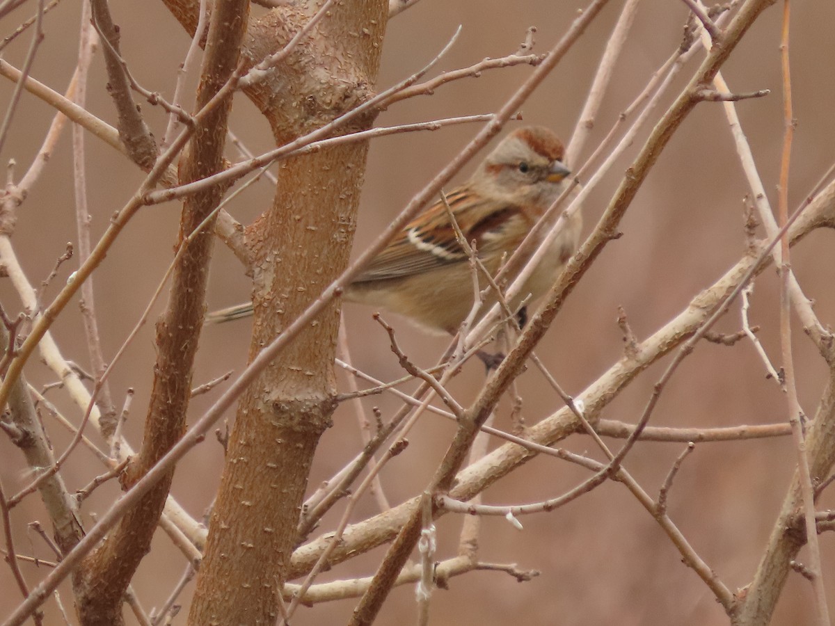 ムナフヒメドリ - ML645418441