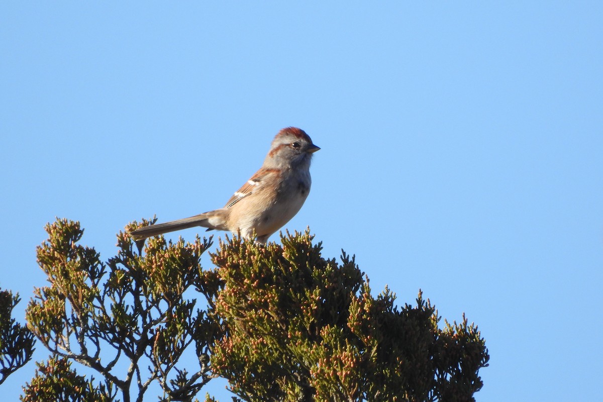 ムナフヒメドリ - ML645418443