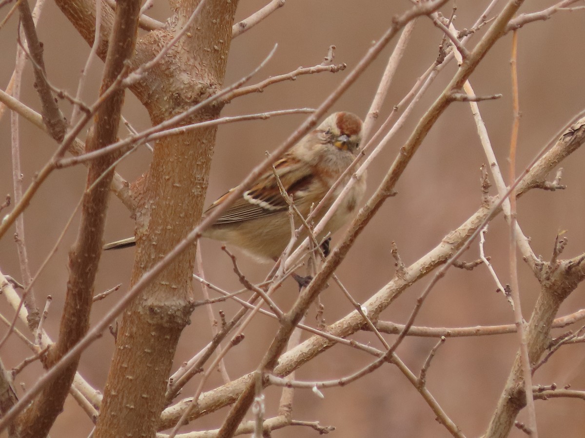 ムナフヒメドリ - ML645418445