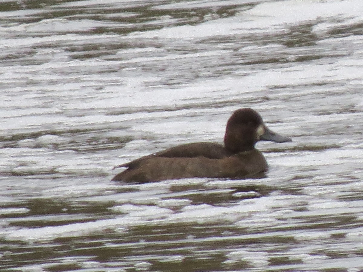 Морская чернеть - ML645418446