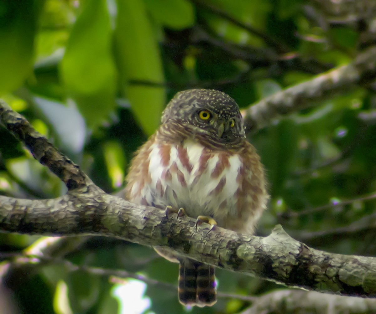 Collared Owlet - ML645418447