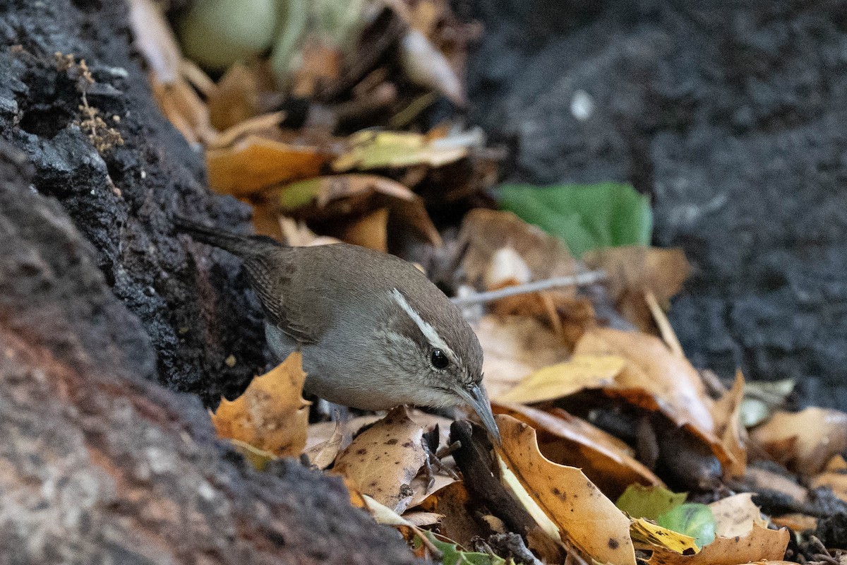 Підбуреник - ML645418448