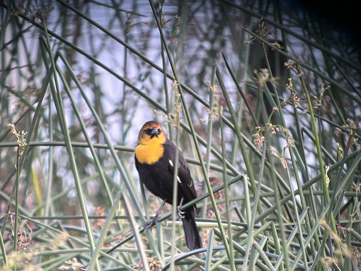 Yellow-headed Blackbird - ML645418458