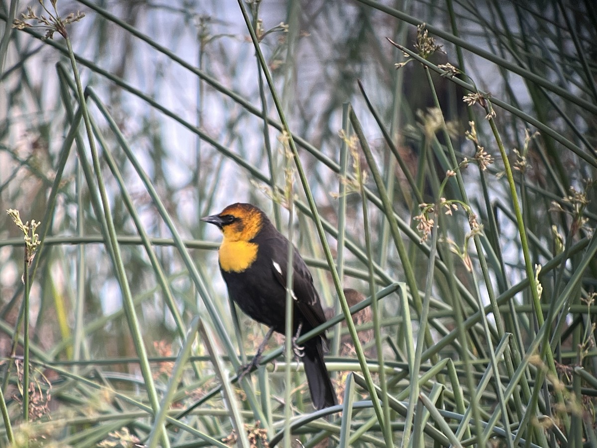 Yellow-headed Blackbird - ML645418459