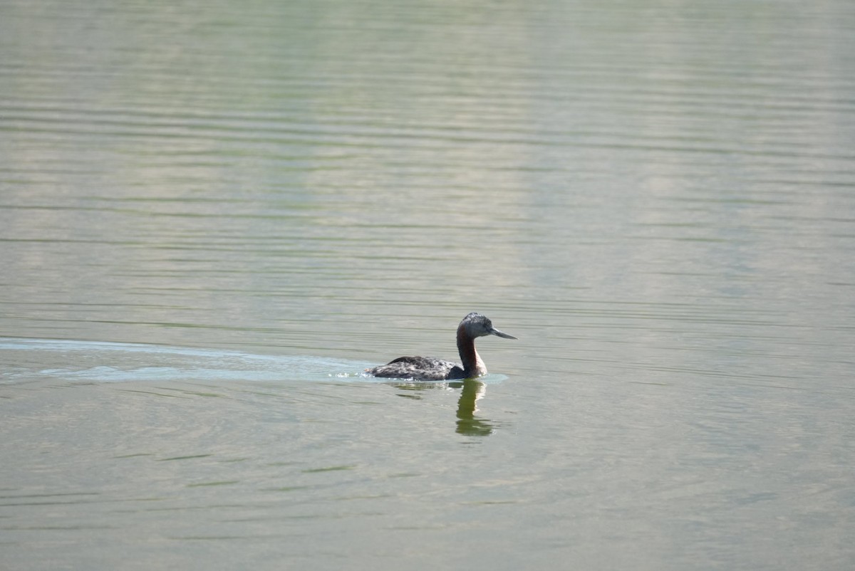 Great Grebe - ML645418474