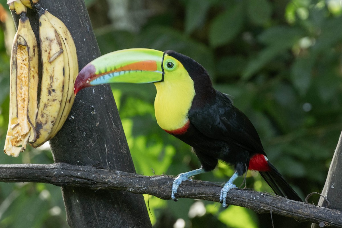 tukan středoamerický - ML645418487