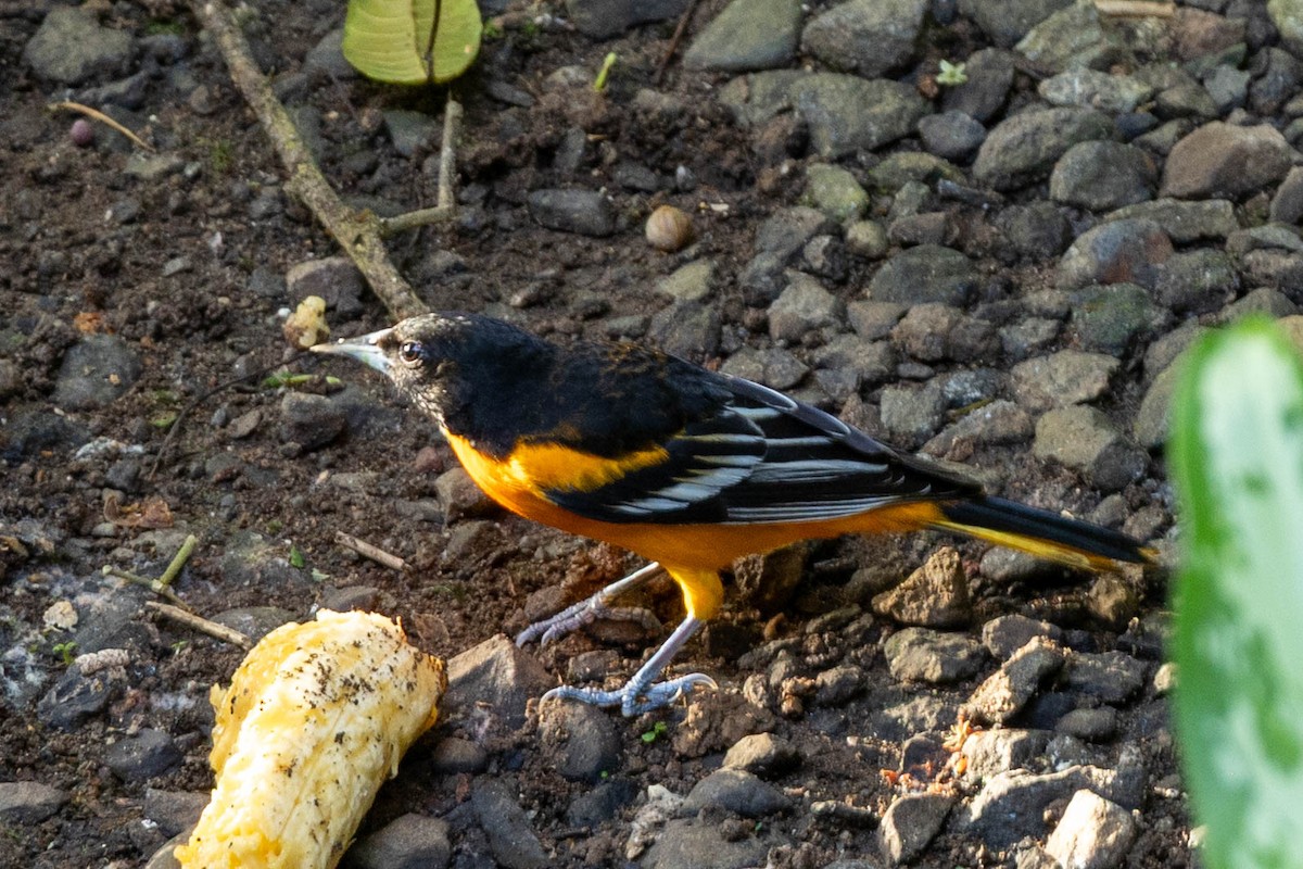 Балтиморский трупиал - ML645418491