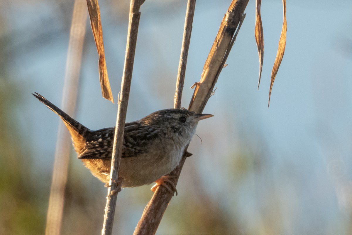 Sedge Wren - ML645418494