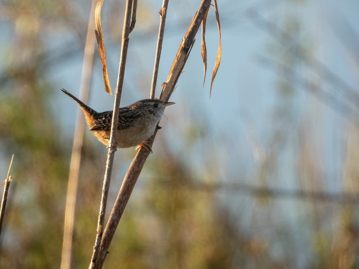 Sedge Wren - ML645418495