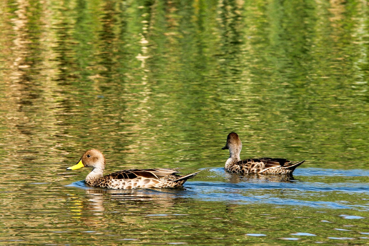 Yellow-billed Pintail - ML645418507