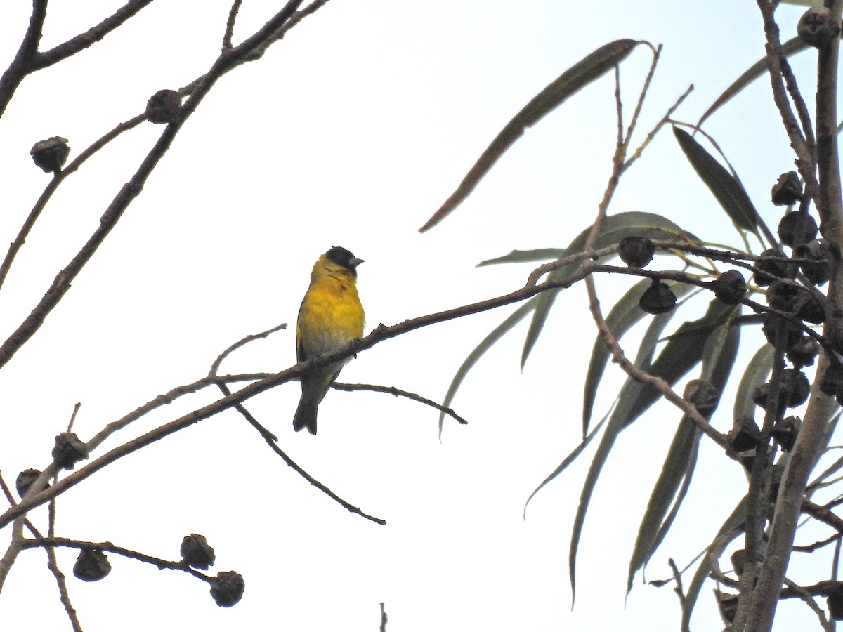 Hooded Siskin - ML645418509