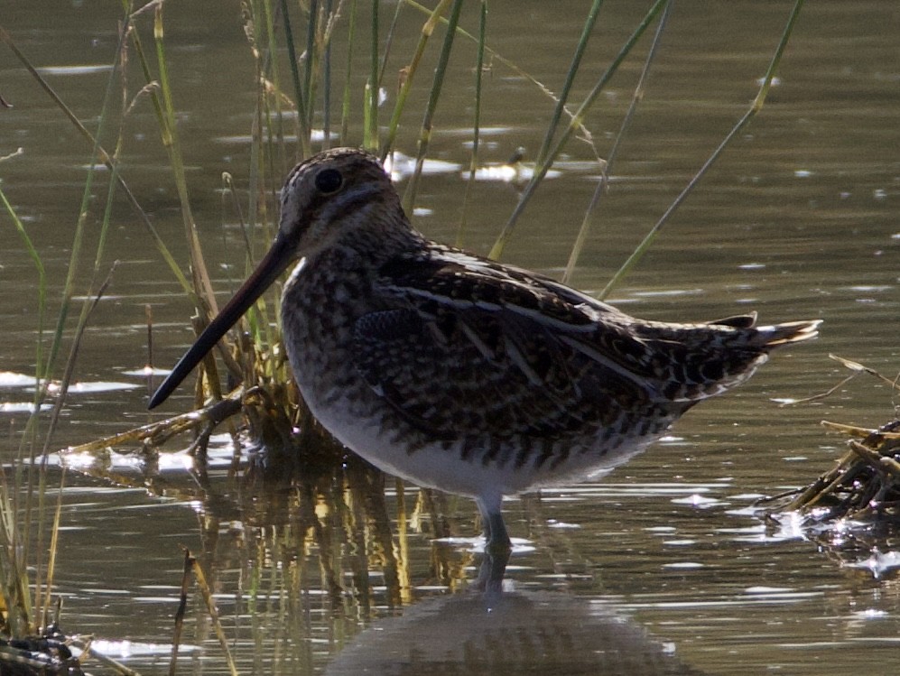 Wilson's Snipe - ML645418511
