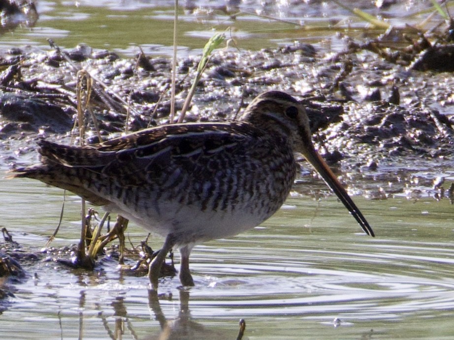 Wilson's Snipe - ML645418512