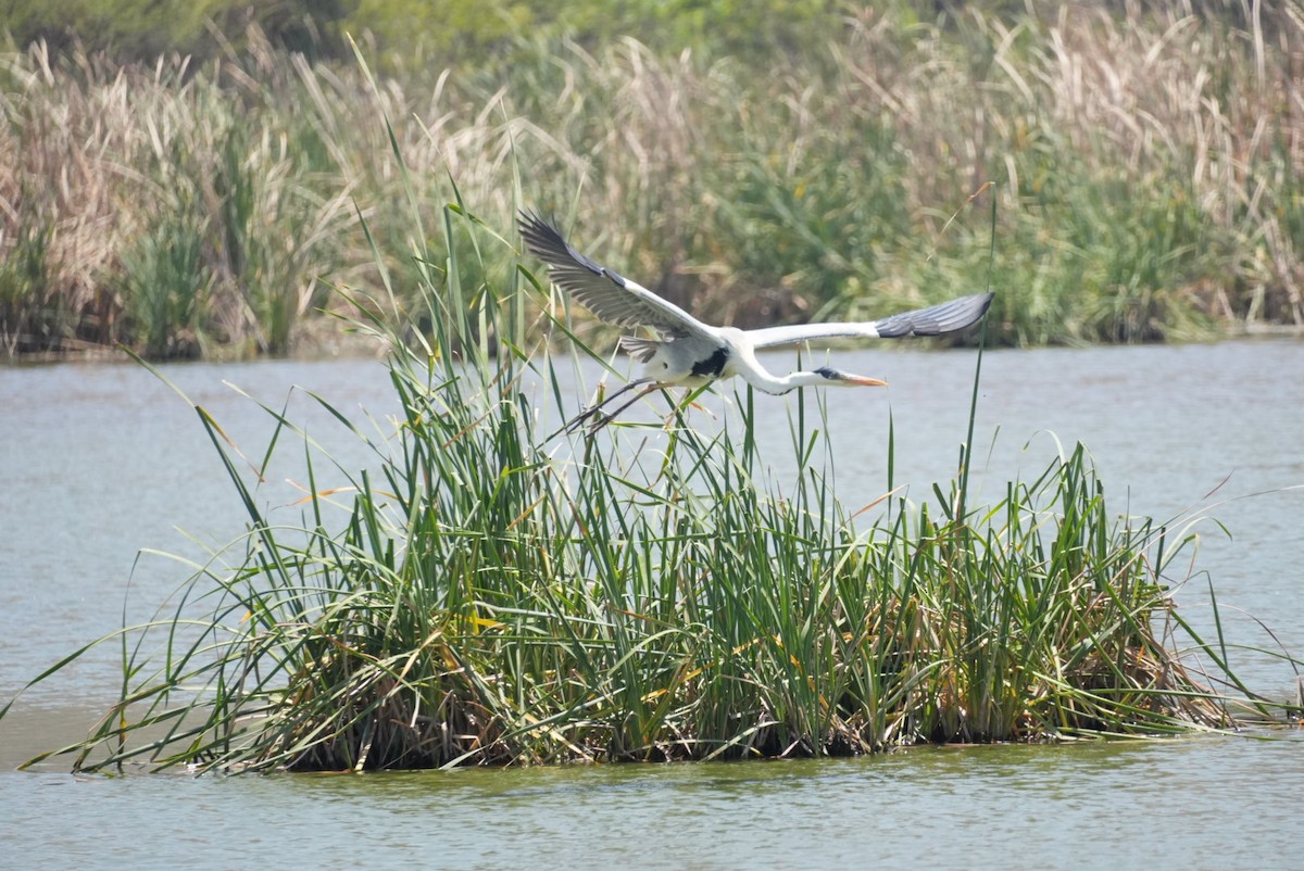 Cocoi Heron - ML645418513