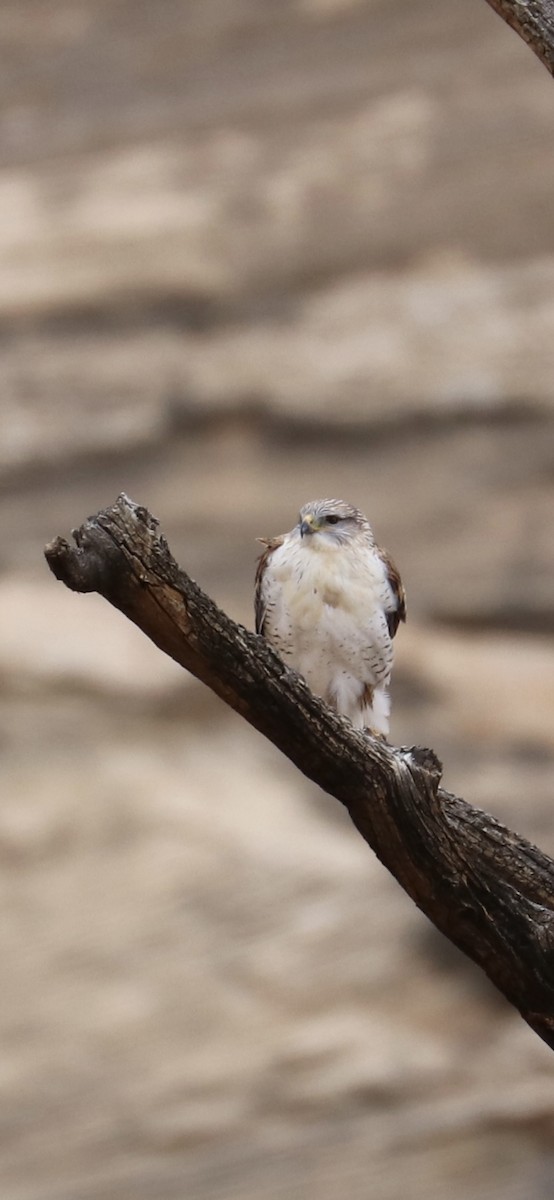 Ferruginous Hawk - ML645418526