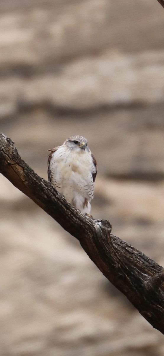 Ferruginous Hawk - ML645418527