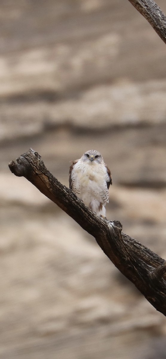 Ferruginous Hawk - ML645418528