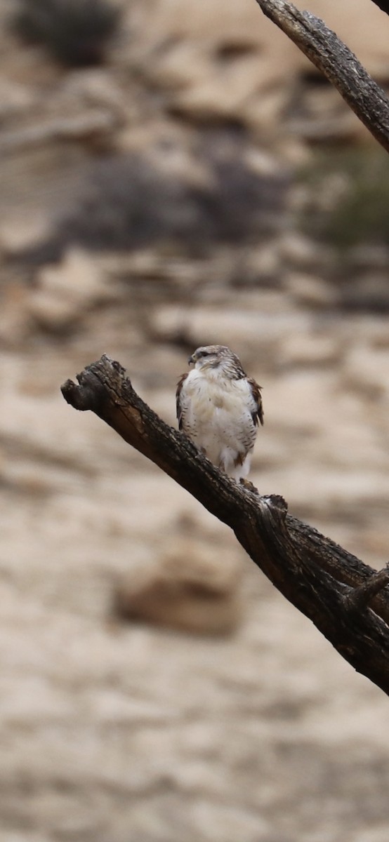 Ferruginous Hawk - ML645418529