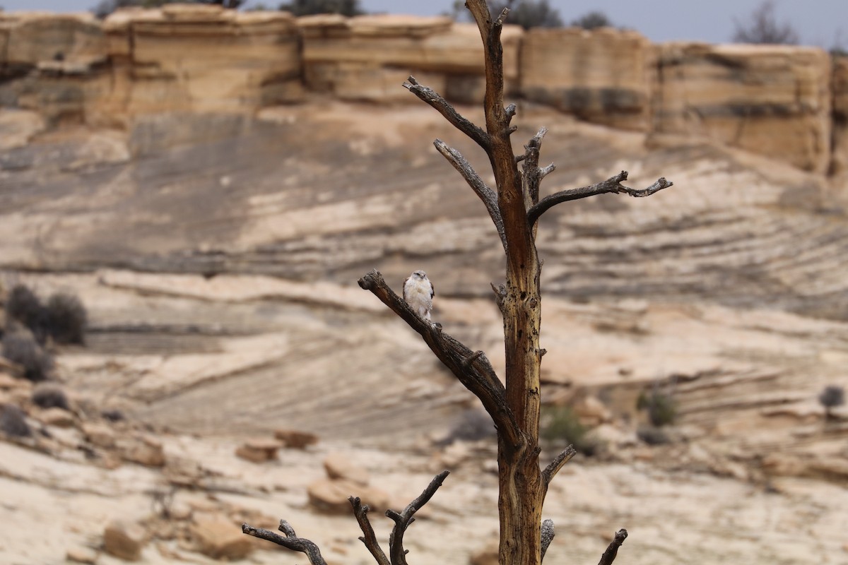 Ferruginous Hawk - ML645418530