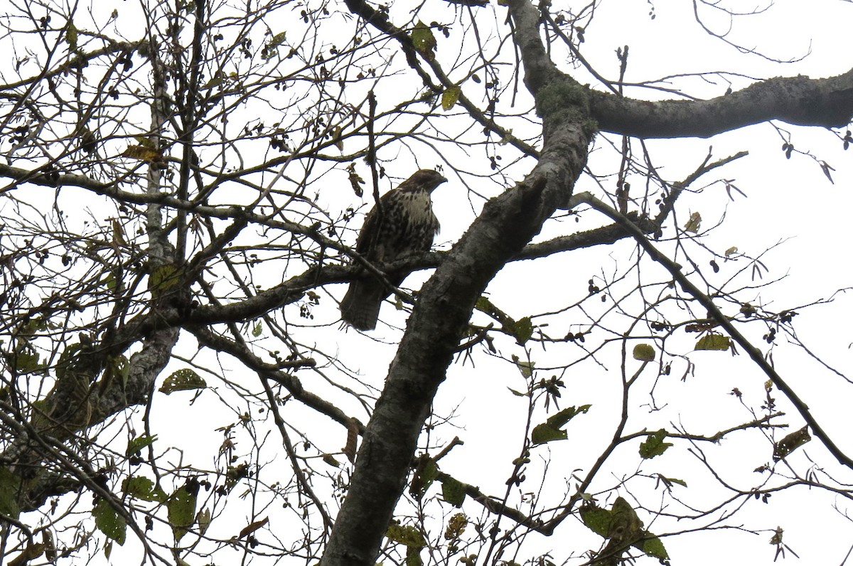 Red-tailed Hawk - ML645418532