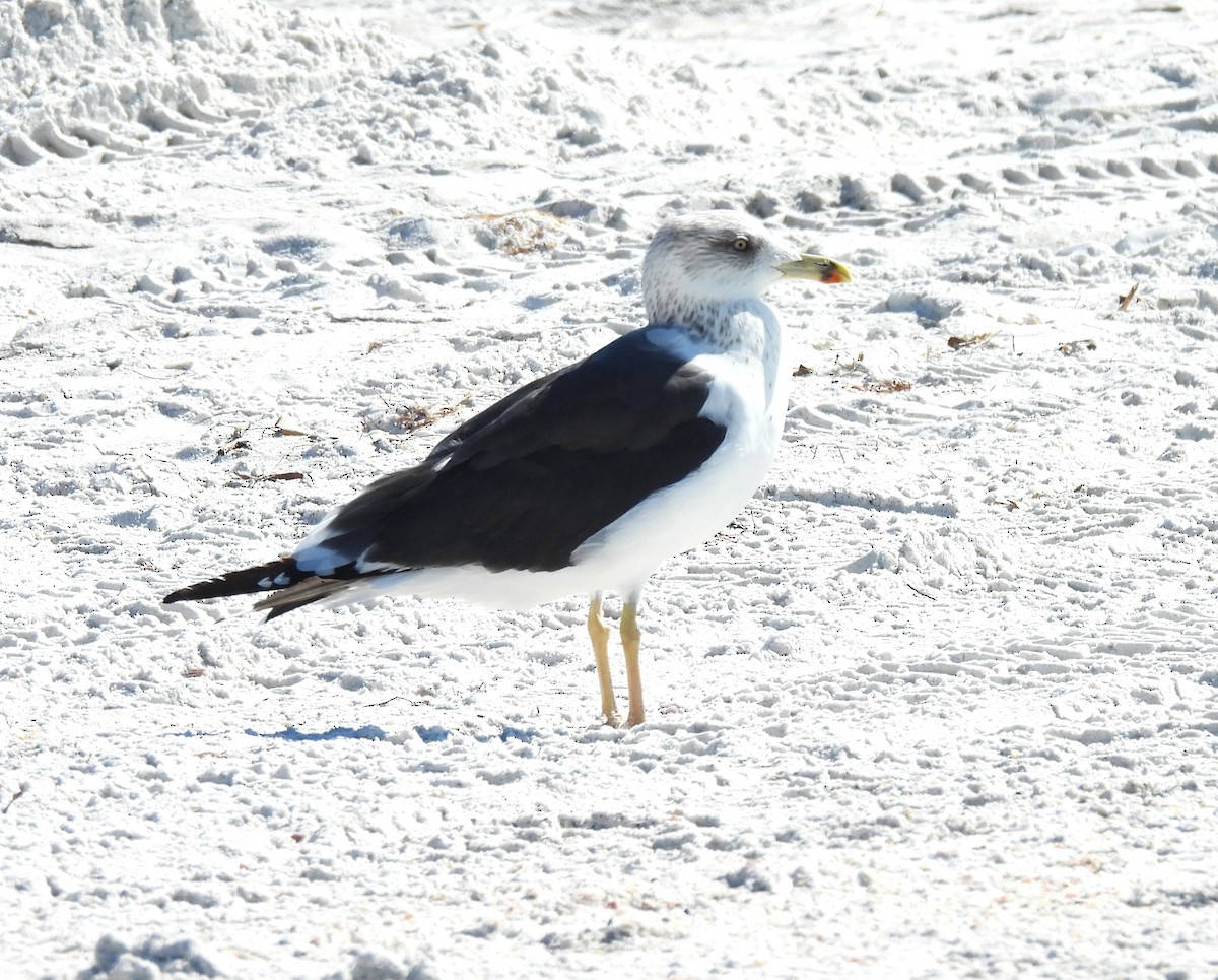 Zafferano - ML645418544