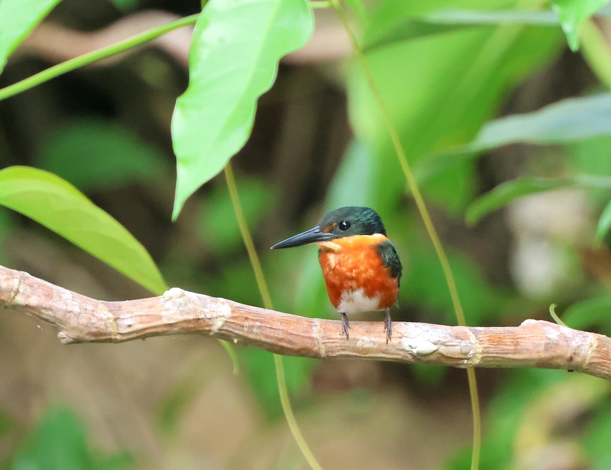 American Pygmy Kingfisher - ML645418548