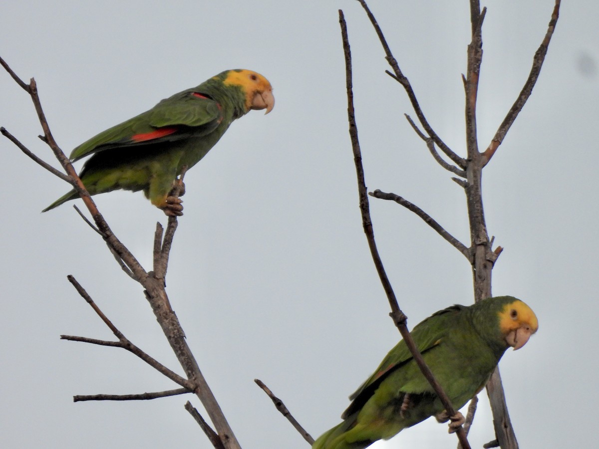 Yellow-headed Amazon - ML645418560